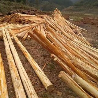 上海削皮杉木樁，浦東去皮杉木支撐，大樹(shù)支撐